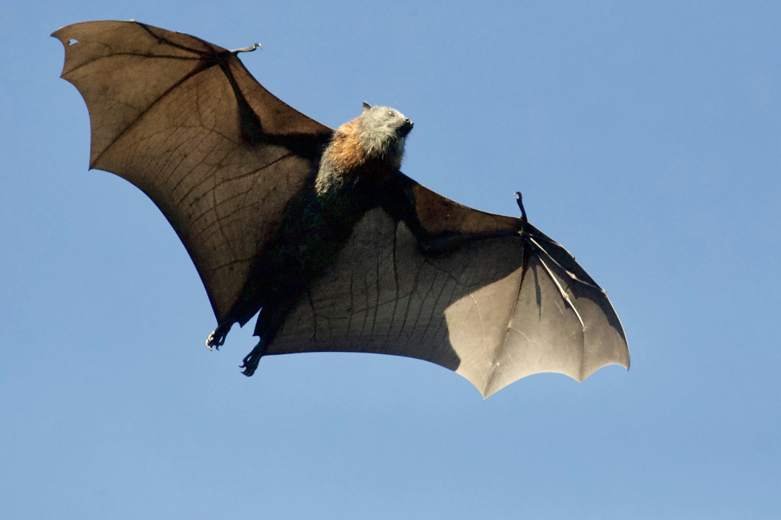 Man Dies After Bat Bite Due to Rabies-Like Virus Infection